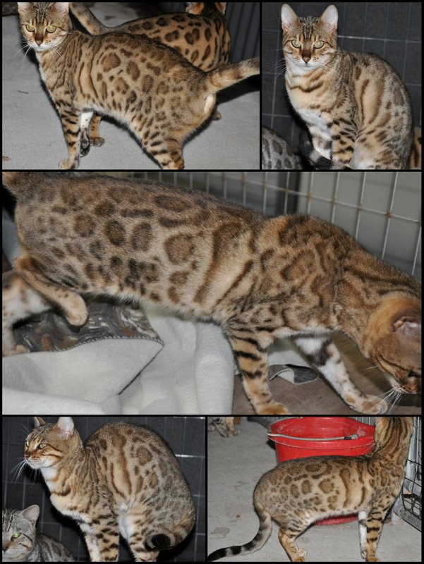 Spotagious Bengals South Texas Breeder of Bengal Cats